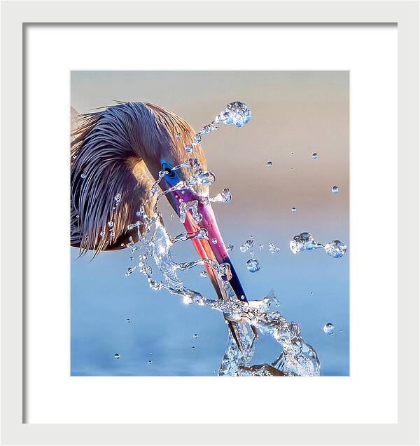 Heron Catching Its Prey in Motion - Framed Print