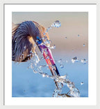 Heron Catching Its Prey in Motion - Framed Print