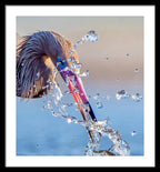 Heron Catching Its Prey in Motion - Framed Print