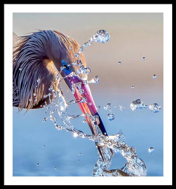 Heron Catching Its Prey in Motion - Framed Print
