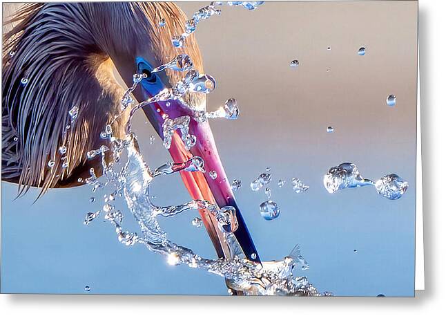 Heron Catching Its Prey in Motion - Greeting Card