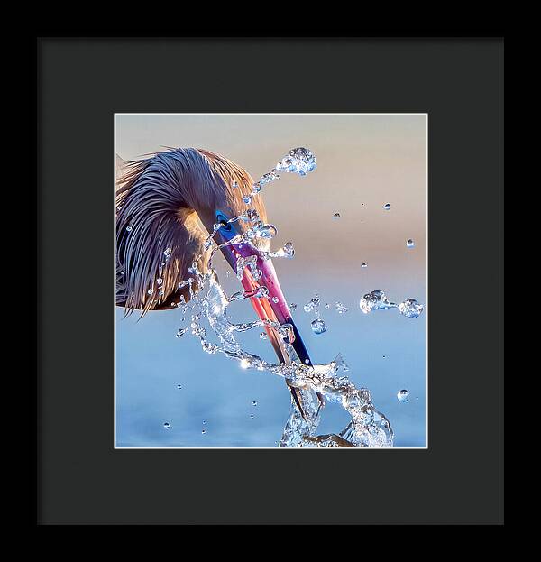 Heron Catching Its Prey in Motion - Framed Print