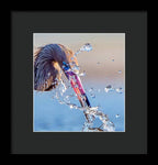 Heron Catching Its Prey in Motion - Framed Print