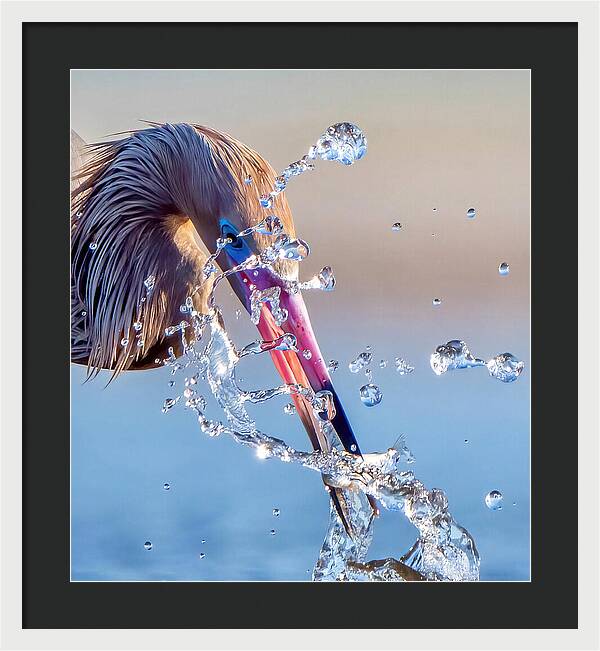 Heron Catching Its Prey in Motion - Framed Print