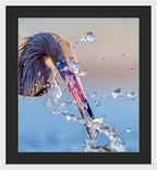 Heron Catching Its Prey in Motion - Framed Print