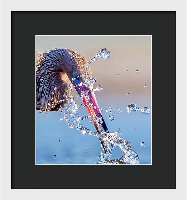 Heron Catching Its Prey in Motion - Framed Print