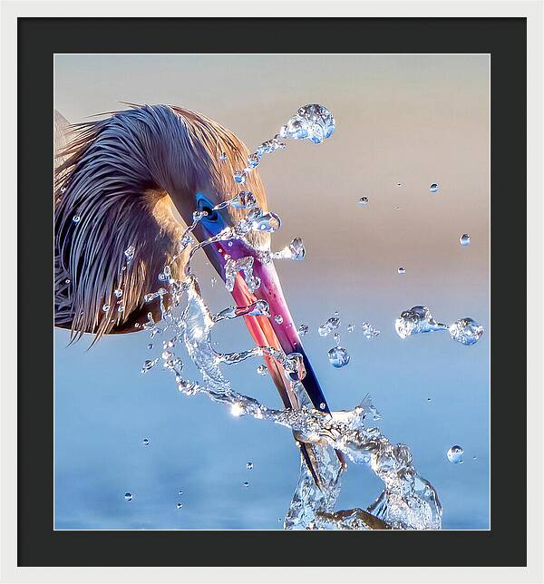 Heron Catching Its Prey in Motion - Framed Print