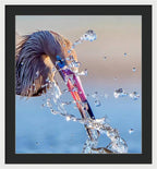 Heron Catching Its Prey in Motion - Framed Print