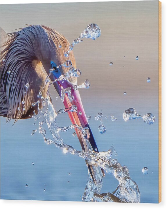 Heron Catching Its Prey in Motion - Wood Print
