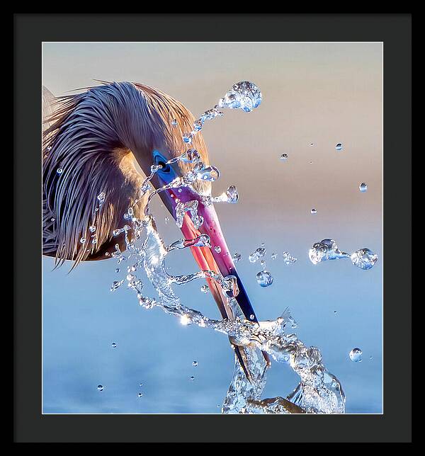 Heron Catching Its Prey in Motion - Framed Print