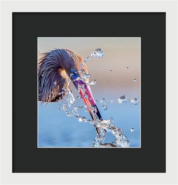 Heron Catching Its Prey in Motion - Framed Print