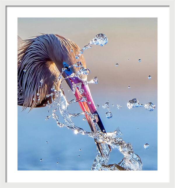 Heron Catching Its Prey in Motion - Framed Print