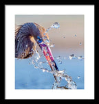 Heron Catching Its Prey in Motion - Framed Print