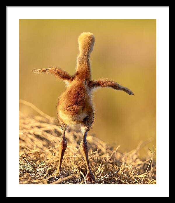 Homebound - Framed Print