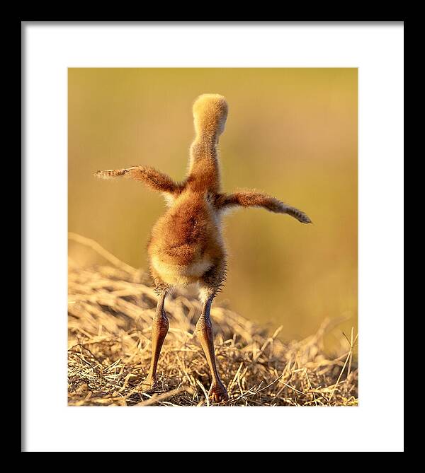 Homebound - Framed Print