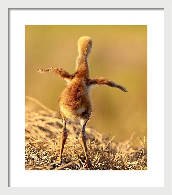 Homebound - Framed Print