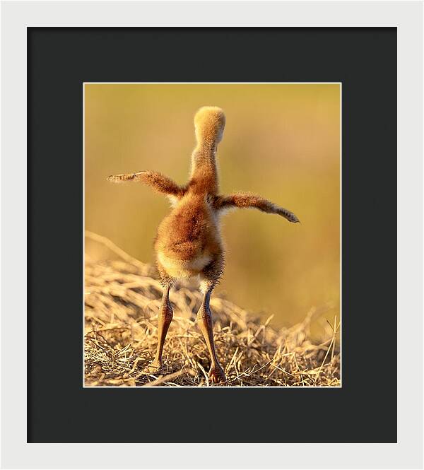 Homebound - Framed Print