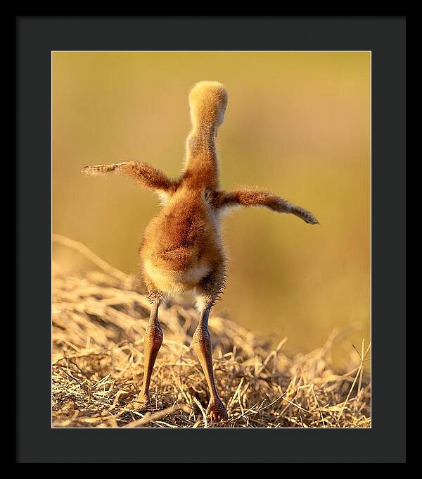 Homebound - Framed Print
