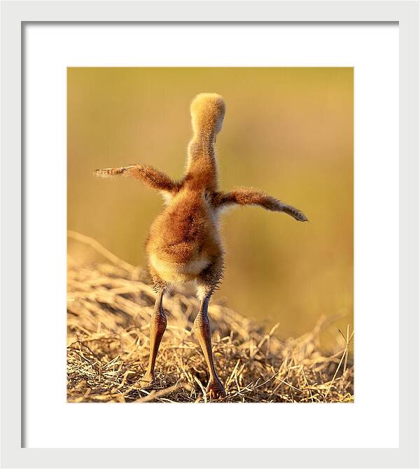 Homebound - Framed Print