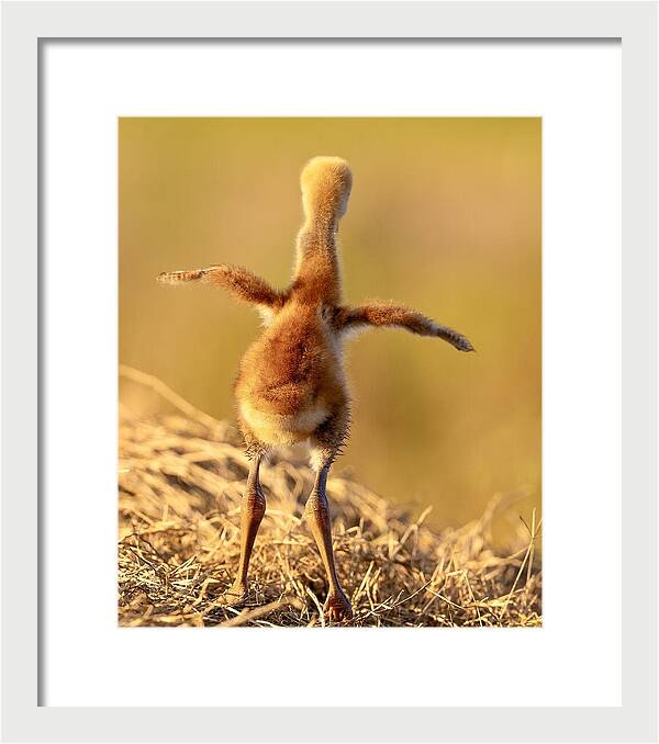Homebound - Framed Print