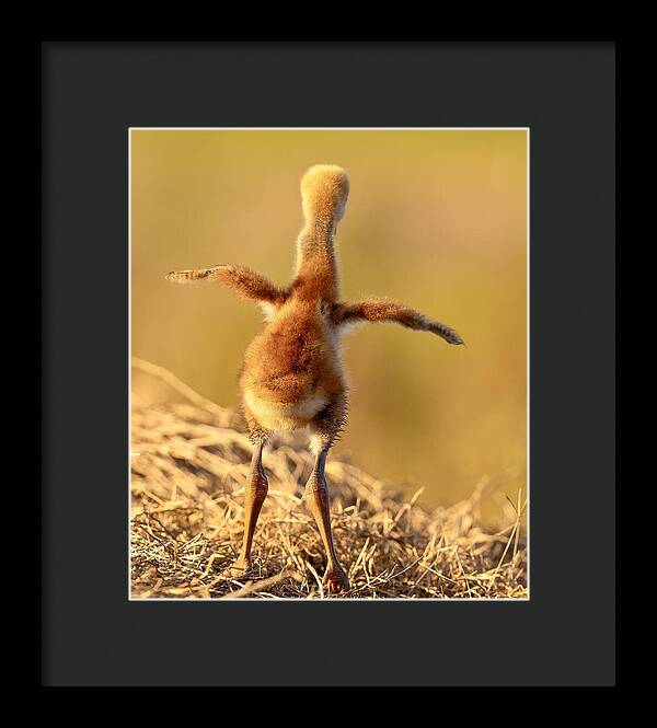 Homebound - Framed Print