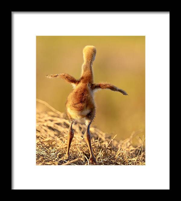 Homebound - Framed Print