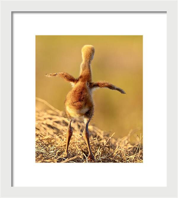 Homebound - Framed Print