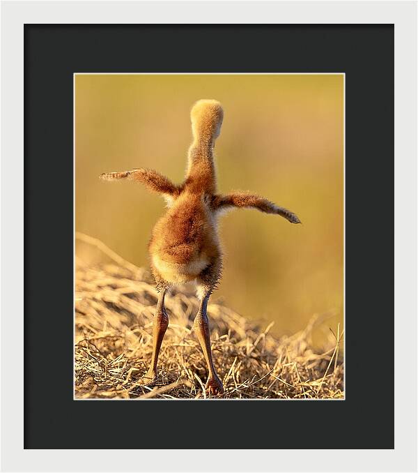 Homebound - Framed Print