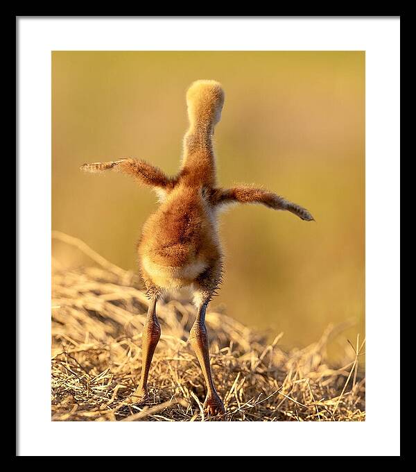 Homebound - Framed Print