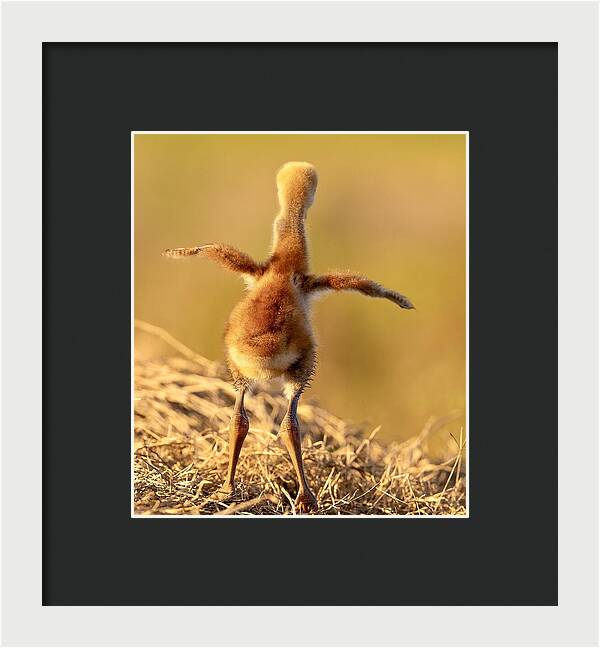 Homebound - Framed Print