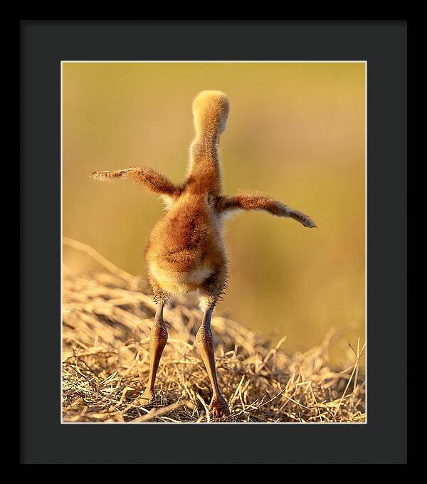 Homebound - Framed Print