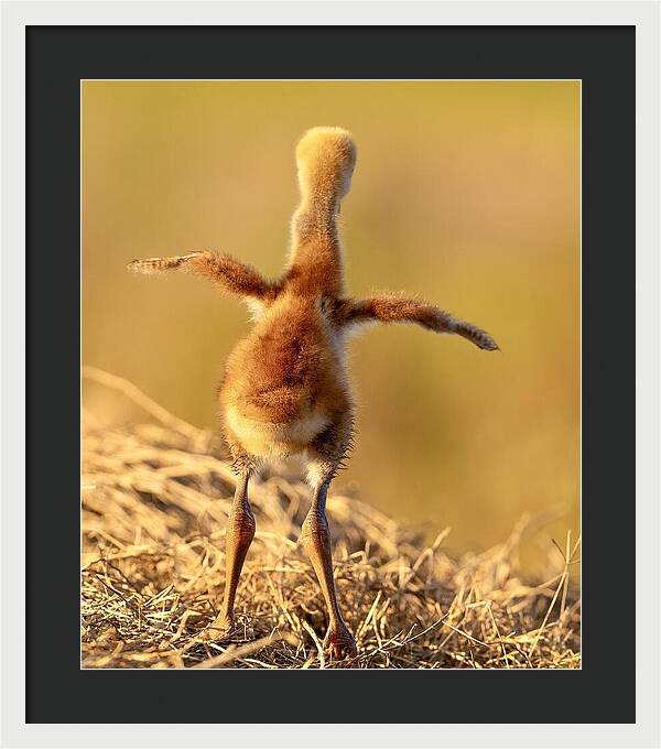 Homebound - Framed Print