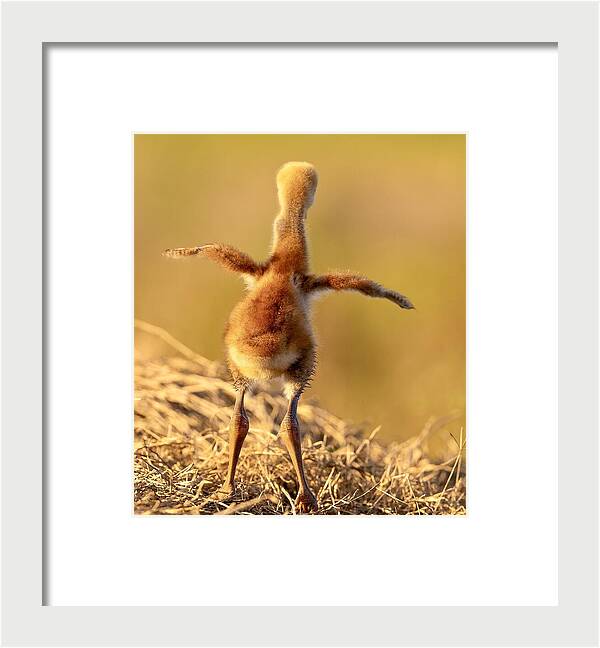 Homebound - Framed Print