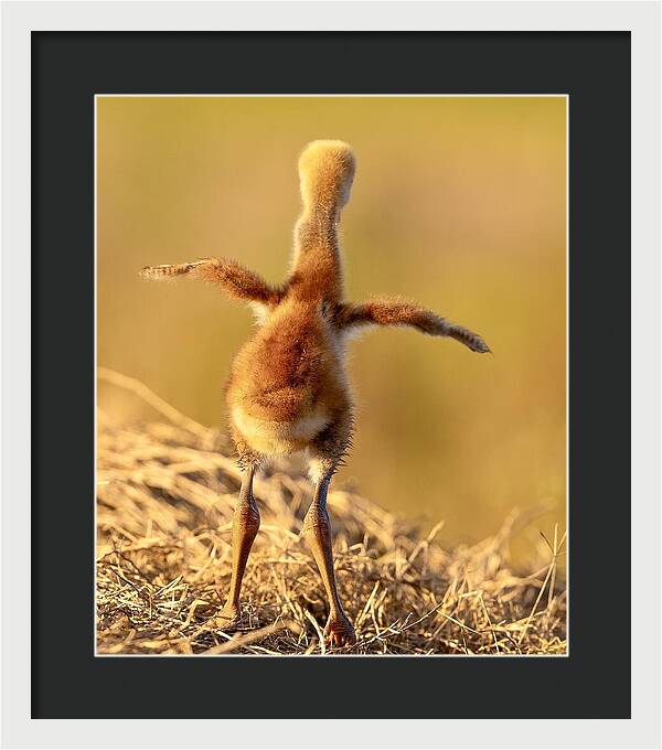 Homebound - Framed Print
