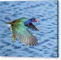 Jewel Wing - Canvas Print