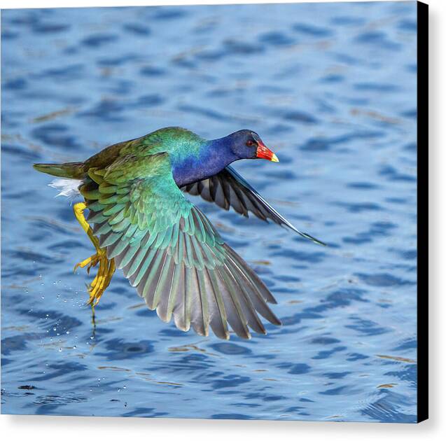 Jewel Wing - Canvas Print