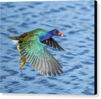 Jewel Wing - Canvas Print