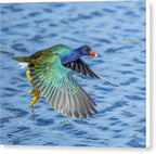 Jewel Wing - Canvas Print