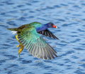 Jewel Wing - Art Print