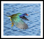 Jewel Wing - Framed Print