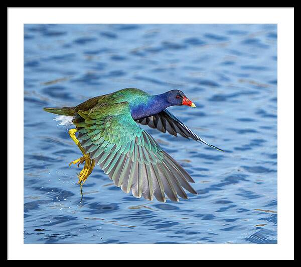 Jewel Wing - Framed Print