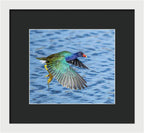 Jewel Wing - Framed Print