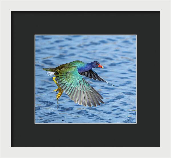 Jewel Wing - Framed Print