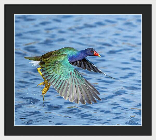Jewel Wing - Framed Print