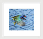 Jewel Wing - Framed Print