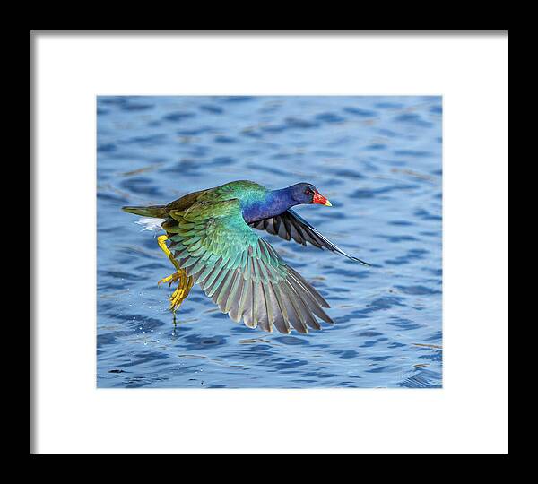 Jewel Wing - Framed Print