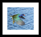 Jewel Wing - Framed Print