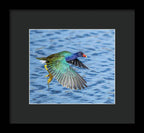 Jewel Wing - Framed Print
