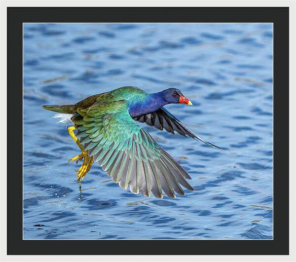 Jewel Wing - Framed Print