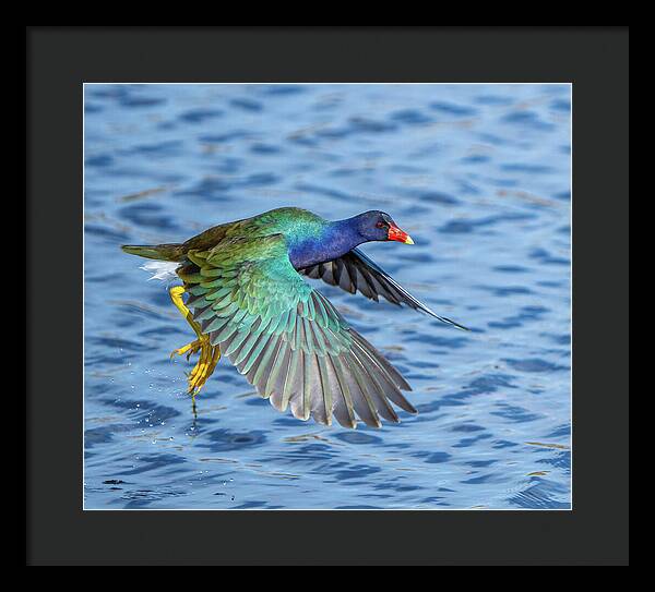Jewel Wing - Framed Print